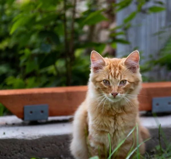 Gatinho Bonito Descansando Jardim — Fotografia de Stock