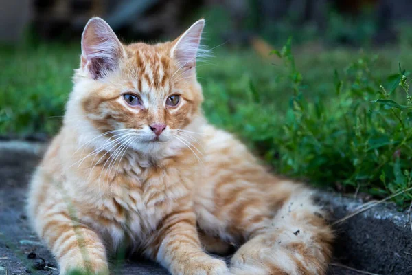 Gatinho Bonito Descansando Jardim — Fotografia de Stock