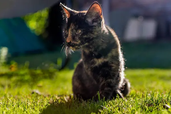 Gatinho Bonito Brincando Jardim Iluminado Pelo Sol Nascente Gato Grama — Fotografia de Stock