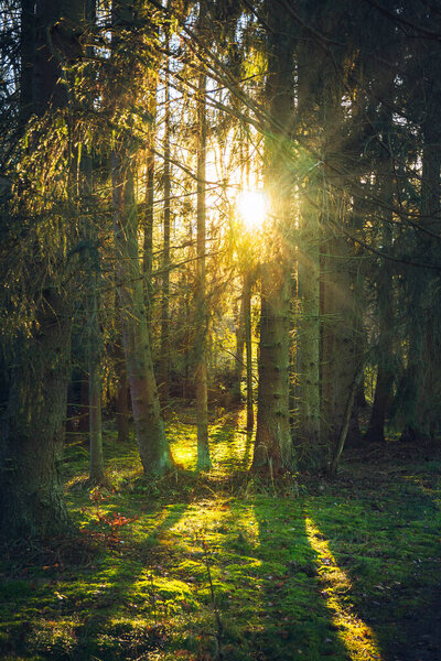 Sunbeam coming through the forest at sunset. Sunset in forest. Sunbeam passing through trees at sunset. Trees and moss illuminated by the sun.