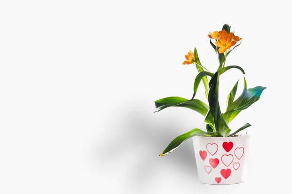 Floare Frumoasă Pentru Valentine Day Sau Pentru Ziua Mamei Plantă — Fotografie, imagine de stoc