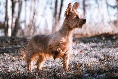 Şirin küçük köpek. Yorkshire Teriyeri donmuş çimlerde bekliyor. Kışın köpecik emir bekliyor..