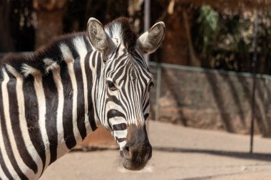 Zebra portresi. Zebra hayvanat bahçesinde. Siyah beyaz çizgili bir hayvan. Zebra kafasının fotoğrafı..