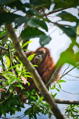 Yoğun tropikal ormanda gizlenmiş bir Sumatra orangutanı portresi. Sumatra adasındaki doğal ortamında yaşayan bu nadir bulunan büyük maymuna detaylı bir bakış..