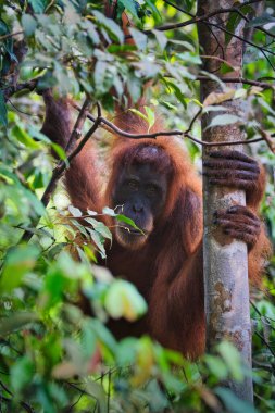 Yoğun tropikal ormanda gizlenmiş bir Sumatra orangutanı portresi. Sumatra adasındaki doğal ortamında yaşayan bu nadir bulunan büyük maymuna detaylı bir bakış..