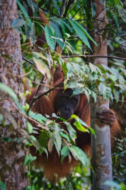Yoğun tropikal ormanda gizlenmiş bir Sumatra orangutanı portresi. Sumatra adasındaki doğal ortamında yaşayan bu nadir bulunan büyük maymuna detaylı bir bakış..
