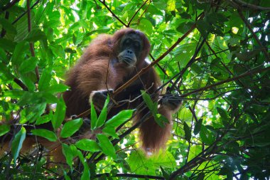 Yoğun tropikal ormanda gizlenmiş bir Sumatra orangutanı portresi. Sumatra adasındaki doğal ortamında yaşayan bu nadir bulunan büyük maymuna detaylı bir bakış..