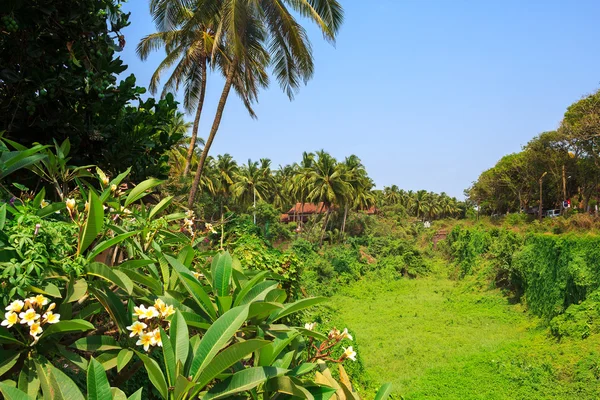 Piękny krajobraz z kwiatów frangipani w Candolim, Goa, Indie. — Zdjęcie stockowe