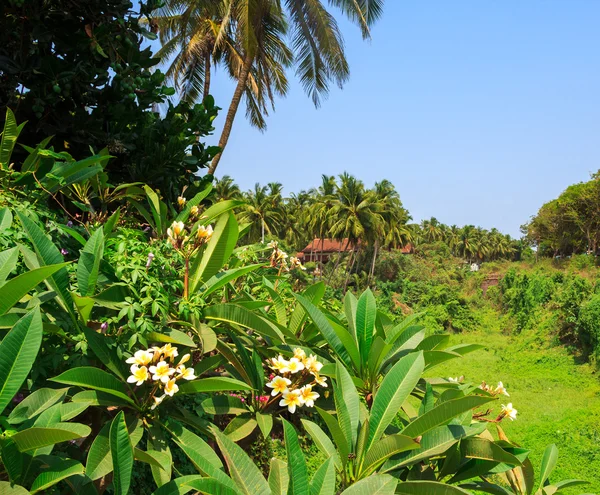 Bella vista con fiori frangipani a Candolim, Goa, India . — Foto Stock