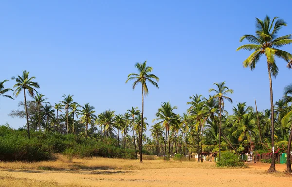 Piękny coconut palm grove w Arambol, Goa, Indie — Zdjęcie stockowe