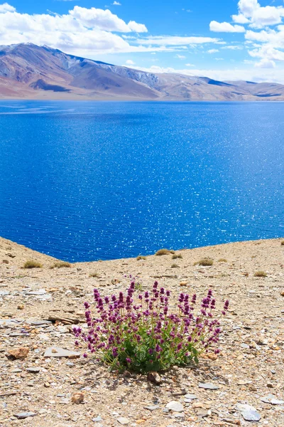 Tso moriri. violette Blumen am Ufer des Bergsees. — Stockfoto