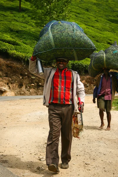 ムンナール、ケーララ, インド - 2015 年 1 月 8 日: お茶のピッカーは、ムンナール、2015 年 1 月 8 日のインドの彼の頭の上の茶葉と袋を運ぶ — ストック写真