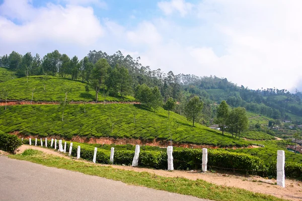 Serpentine de montagne sur les plantations de thé . — Photo