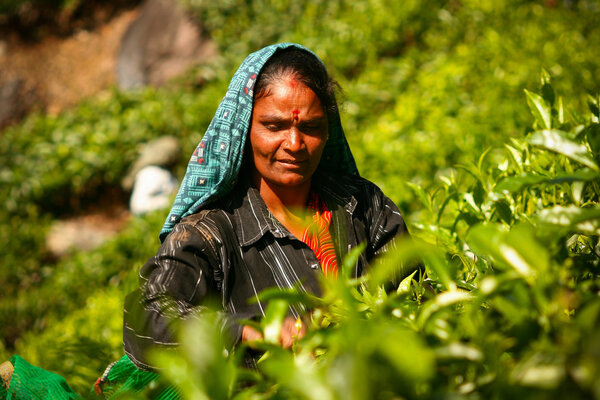 MUNNAR, KERALA, INDIA - 08 JAN 2015: Female tea picker are on tea plantation in Munnar, January 8, 2015.