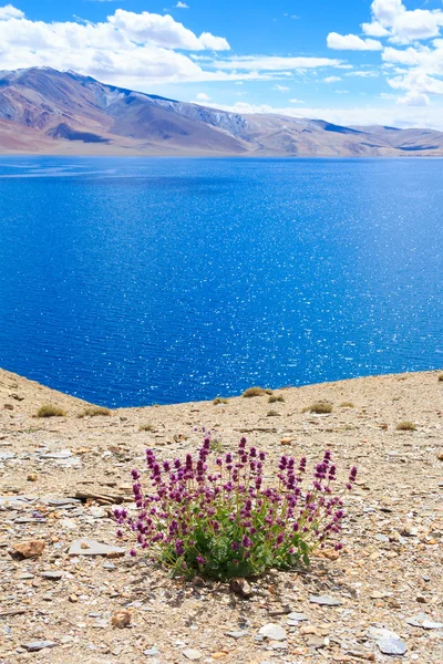 Tso Moriri. Flores púrpuras en la orilla del lago de montaña . Fotos De Stock