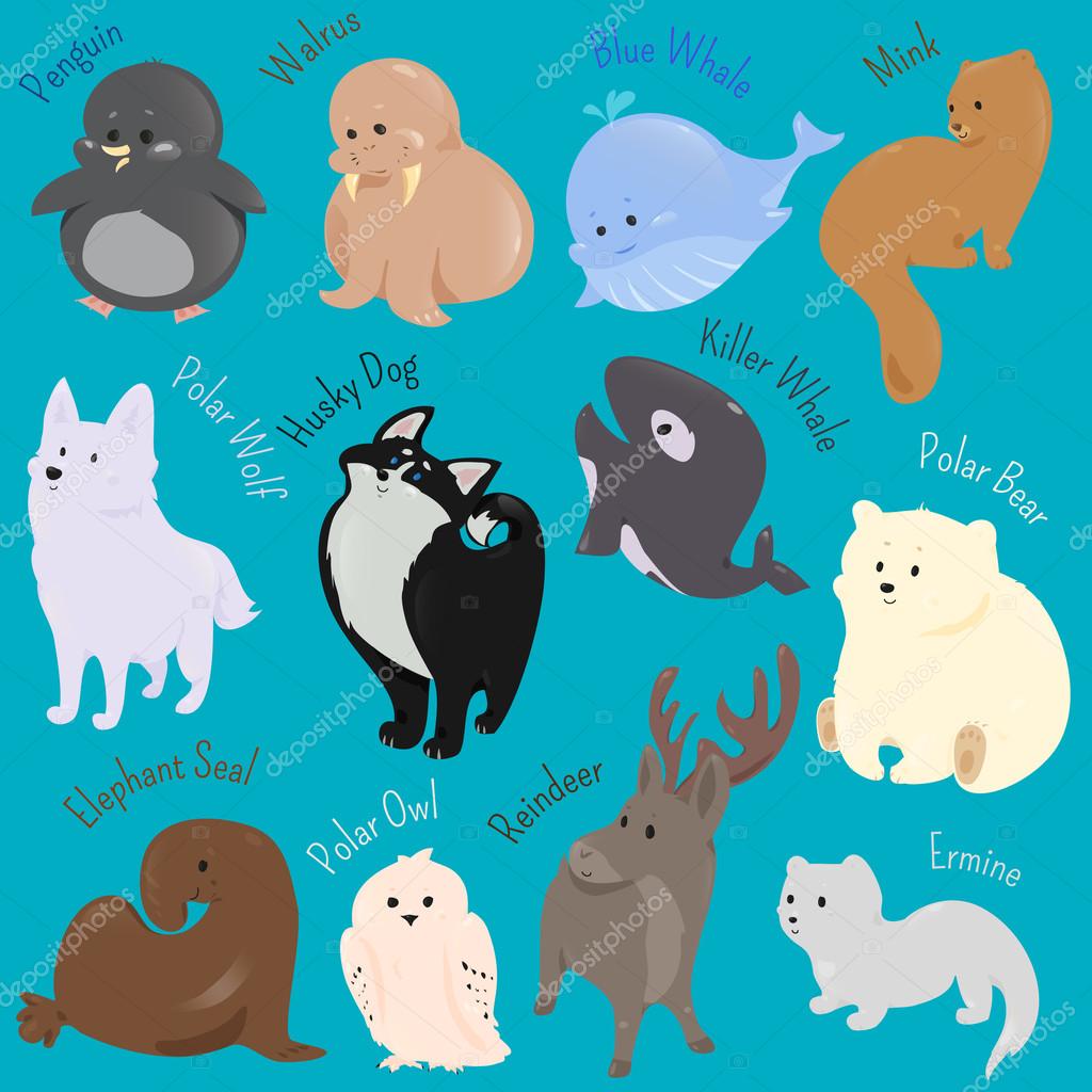 Set of cute cartoon winter north animal icon. Vector illustration for funny polar arctic fauna design. Penguin, walrus, blue whale mink wolf husky dog killer bear elephant sea owl reindeer ermine