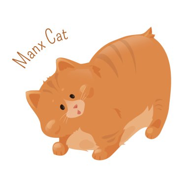 Manx kedi üzerinde beyaz izole.