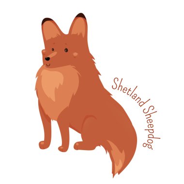 Shetland Çoban Köpeği izole edilmiş. Sheltie.