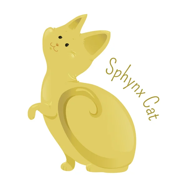 Sphynx gatto isolato su sfondo bianco — Vettoriale Stock