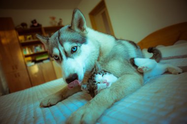 The dog hugs a cat. Cute blue-eyed husky puppy and little pussy clipart