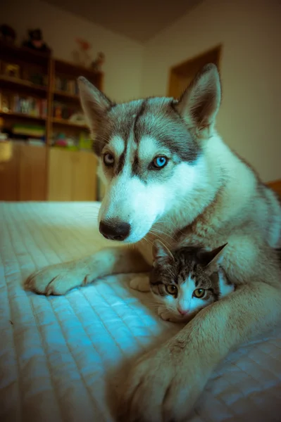 Pes objetí kočka. roztomilý husky štěňátko a malá kočička — Stock fotografie