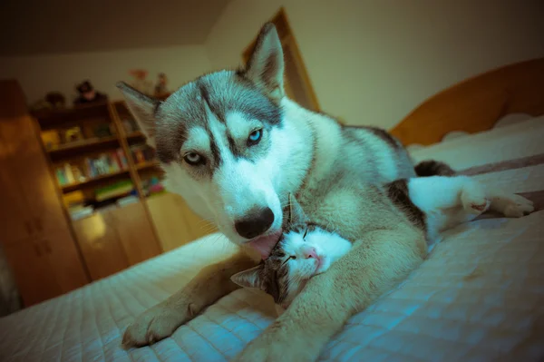 Köpek kedi sarılmak. küçük pussy ve sevimli mavi gözlü husky köpek — Stok fotoğraf