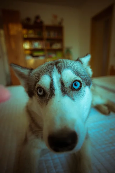 Cute blue-eyed husky puppy — Stock Photo, Image