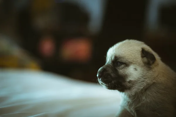 Foto van de schattige kleine pup close-up binnen — Stockfoto