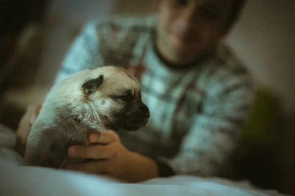 Afbeelding van schattige kleine puppy in handen van jonge man close-up binnen — Stockfoto
