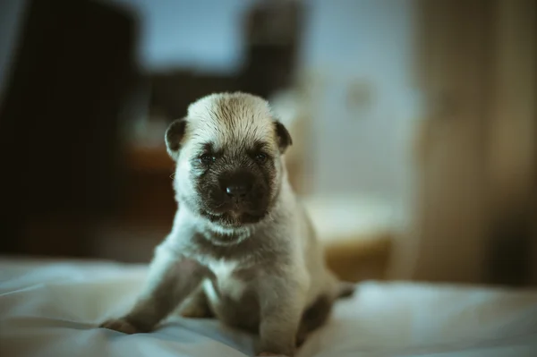 Image de mignon petit chiot gros plan intérieur — Photo