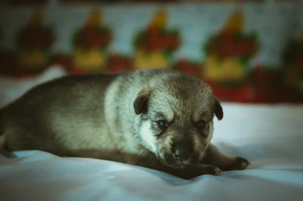 Foto van de schattige kleine pup close-up binnen — Stockfoto