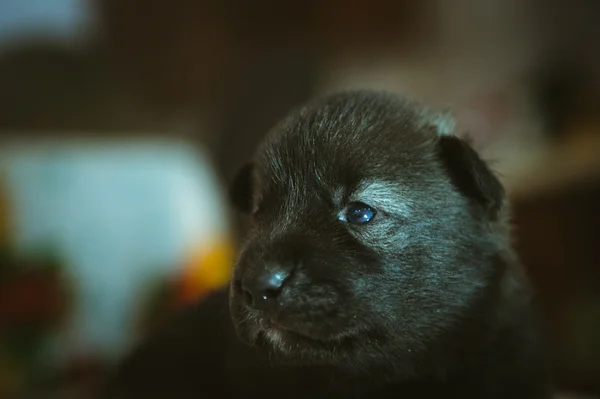 Obrázek roztomilé malé štěně closeup vnitřní — Stock fotografie