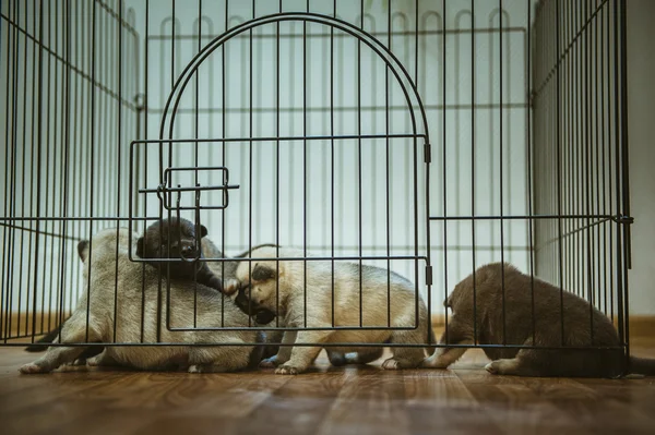 Foto van de schattige kleine pup close-up binnen — Stockfoto