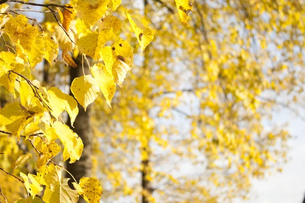 Bild der goldenen Blätter im Herbst. schöner gelber Zweig — Stockfoto