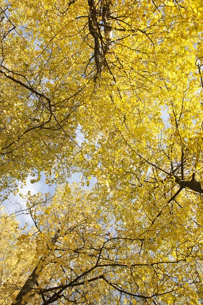 Bild der goldenen Blätter im Herbst. schöner gelber Zweig — Stockfoto