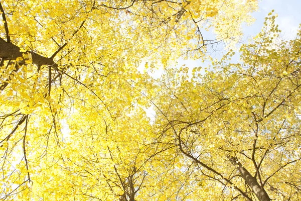 Bild der goldenen Blätter im Herbst. schöner gelber Zweig — Stockfoto