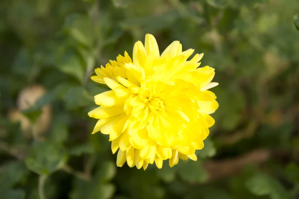 Imagen de hermosa flor de margarita amarilla — Foto de Stock