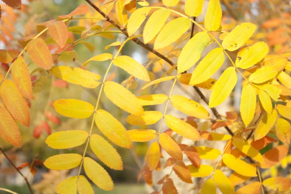 Imagen de hojas doradas en otoño. Hermosa rama amarilla — Foto de Stock