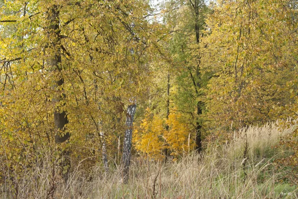Imagem de folhas douradas no outono. Ramo amarelo bonito — Fotografia de Stock