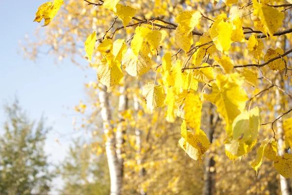Afbeelding van gouden bladeren in de herfst. Mooie gele tak — Stockfoto