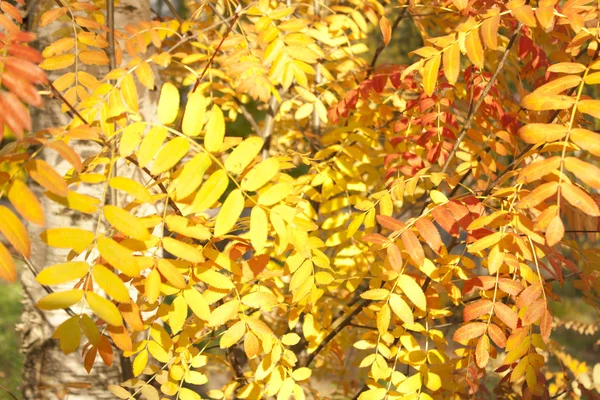 Bild av gyllene löv på hösten. Vackra gula gren — Stockfoto