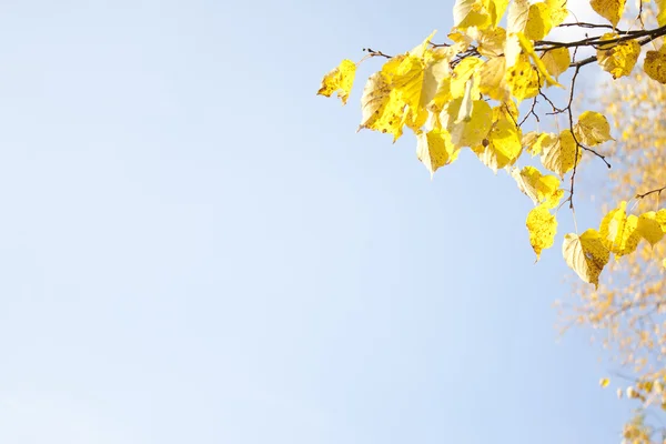 Immagine di foglie d'oro in autunno. Bel ramo giallo — Foto Stock