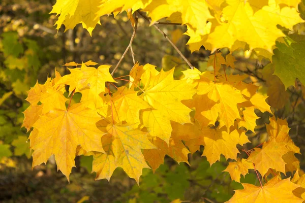 Imagen de hojas doradas en otoño. Hermosa rama amarilla — Foto de Stock