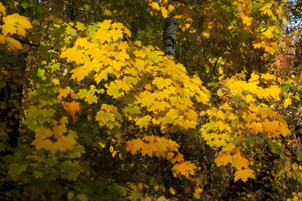 Image de feuilles dorées à l'automne. Belle branche jaune — Photo