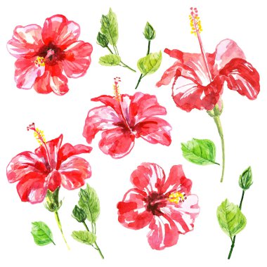 Set of red watercolor Hibiscus flower.