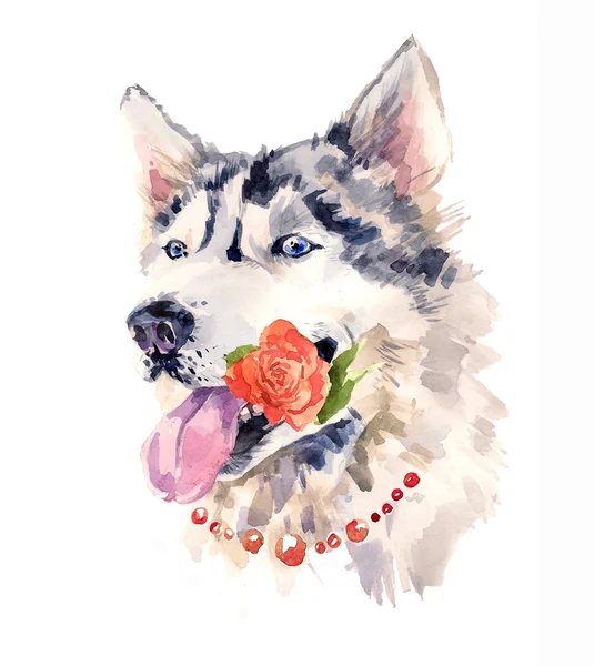 Cão siberiano coquete com uma rosa na boca . — Fotografia de Stock