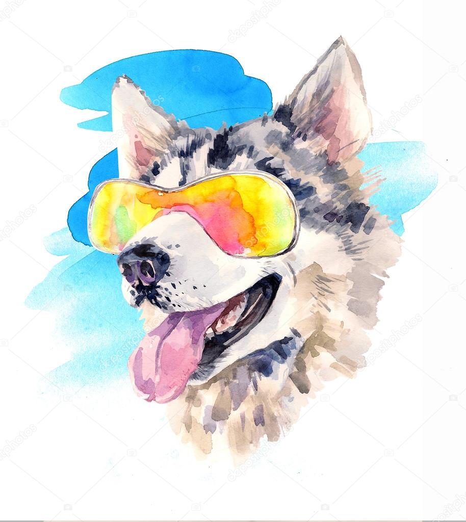 Watercolor siberian husky dog in cool sun glasses