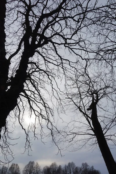 Ramas Desnudas Árboles Contra Áspero Cielo Invernal Paisaje Vertical — Foto de Stock