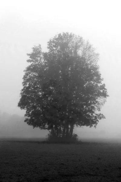 Árbol Solitario Niebla Otoño Paisaje Vertical — Foto de Stock