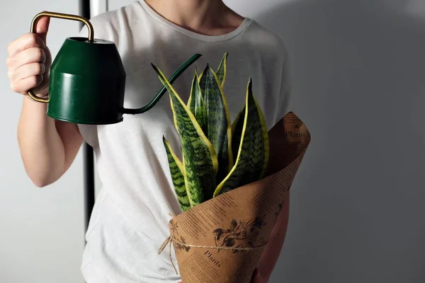 Sansevieria bitkisini sulayan genç bir kadın.